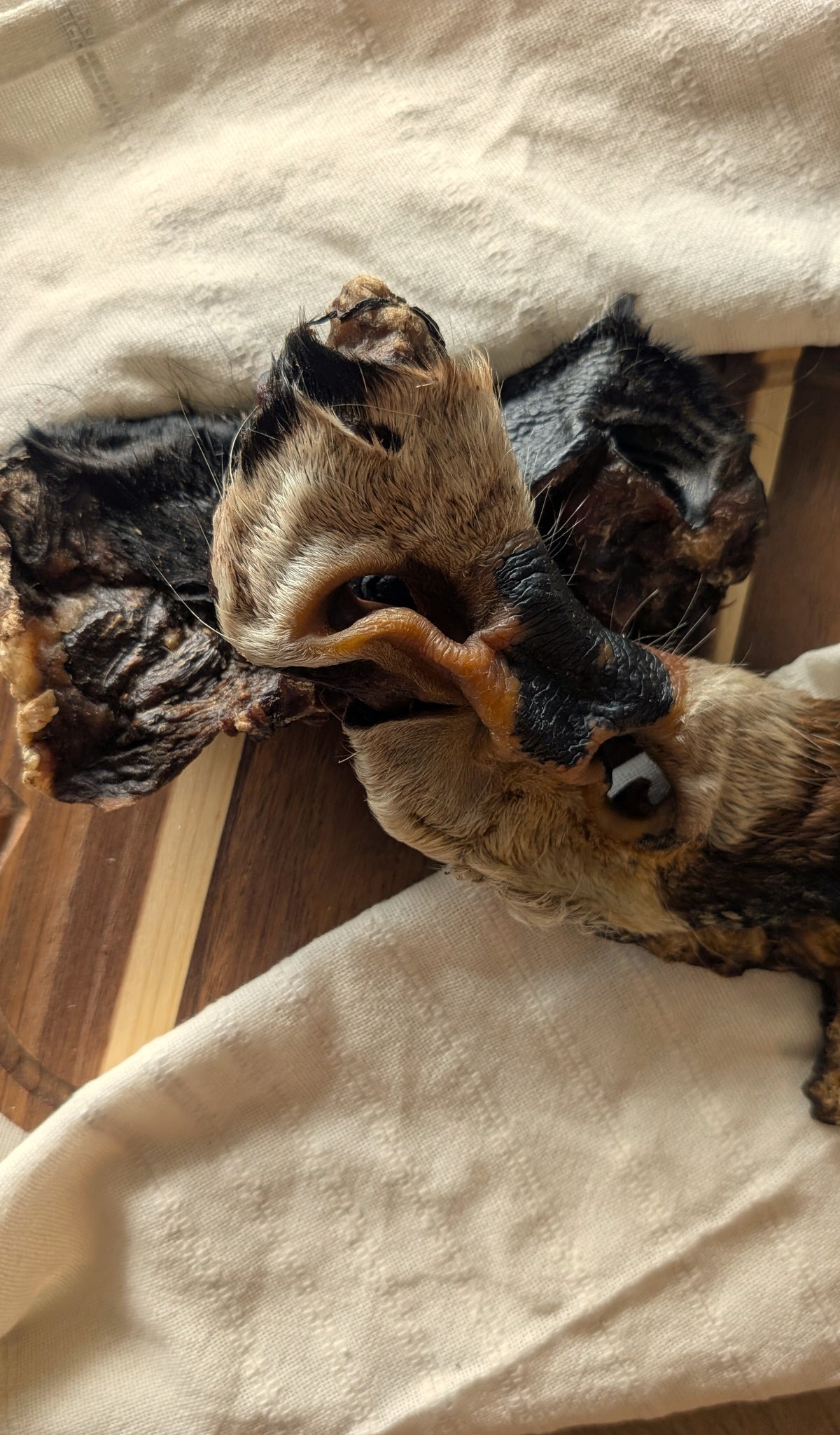 Museau de boeuf avec poils