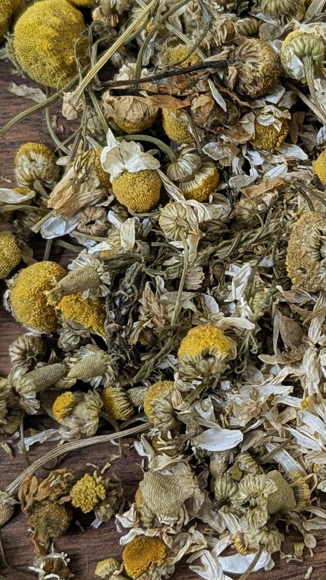 Fleur de camomille