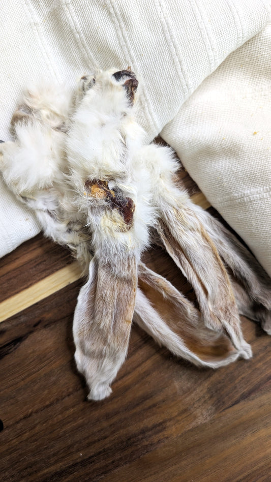 Oreille de lapin avec poils